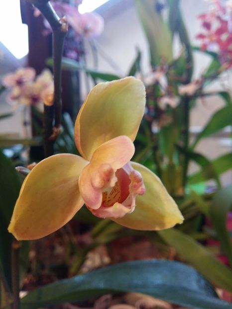  - Phalaenopsis2