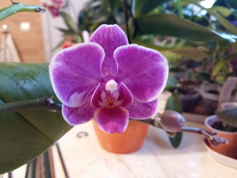  - Phalaenopsis2