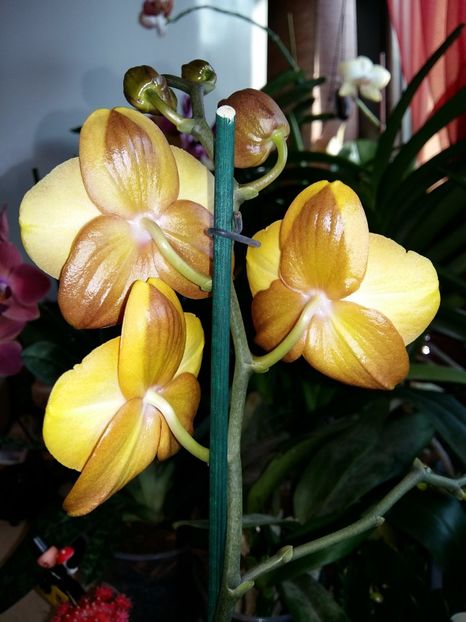  - Phalaenopsis2