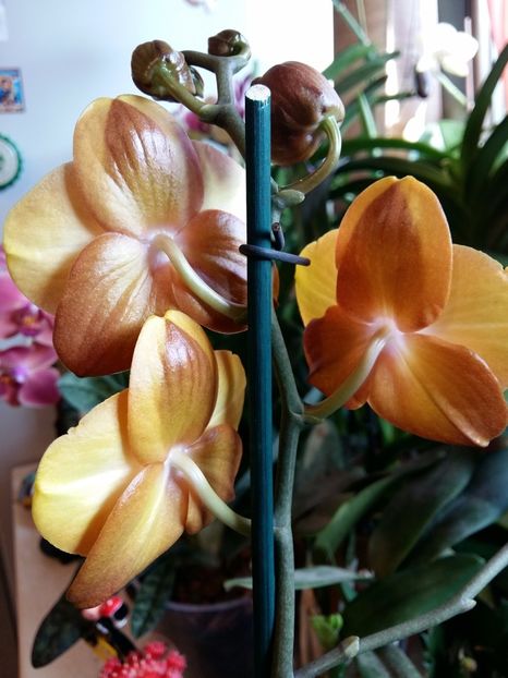  - Phalaenopsis2
