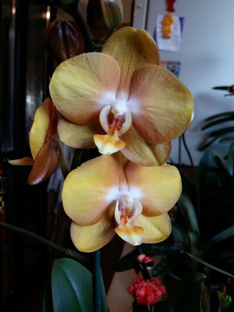  - Phalaenopsis2