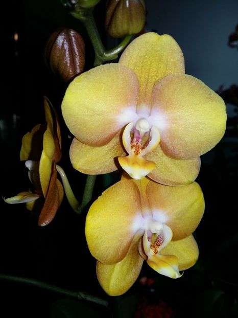  - Phalaenopsis2