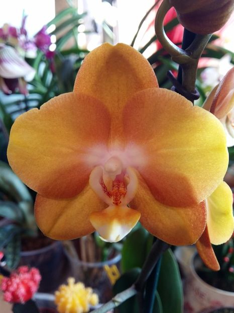  - Phalaenopsis2