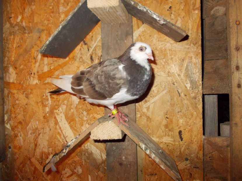  - Pasari facute cadou