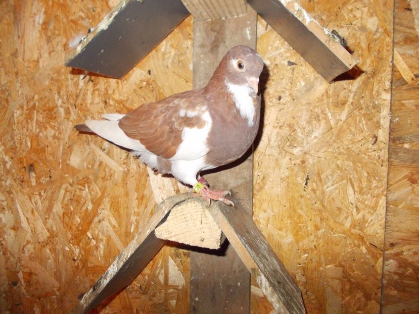  - Pasari facute cadou