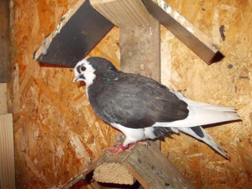  - Pasari facute cadou