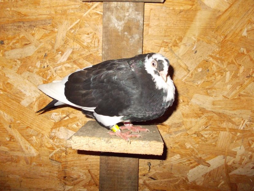  - Pasari facute cadou