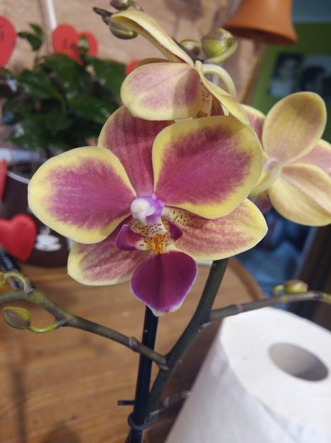 - Phalaenopsis2