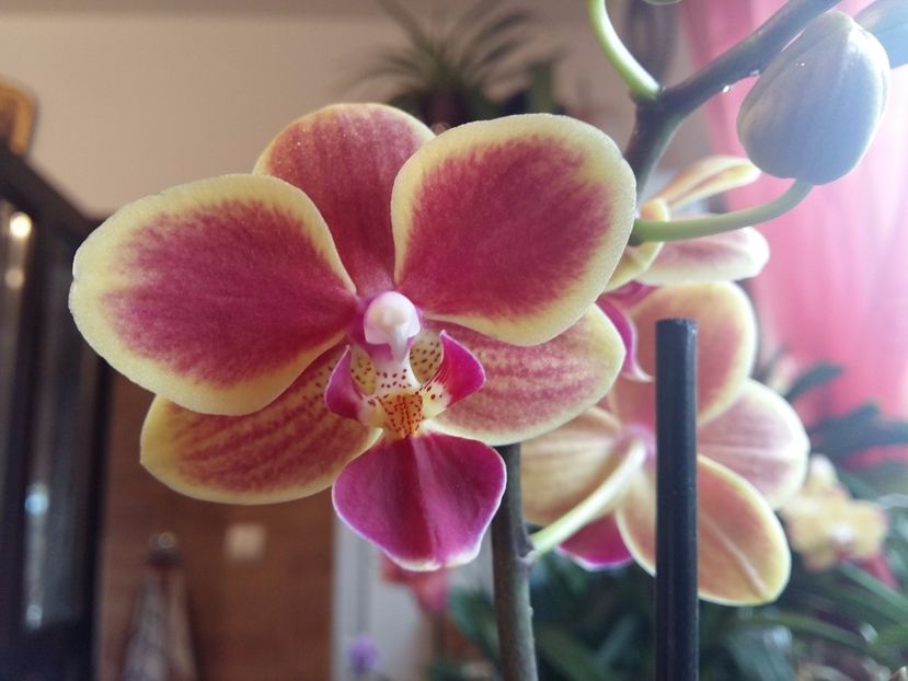  - Phalaenopsis2