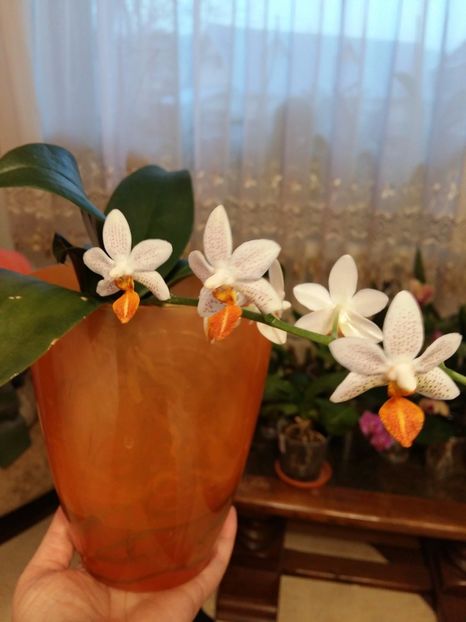  - Phalaenopsis2