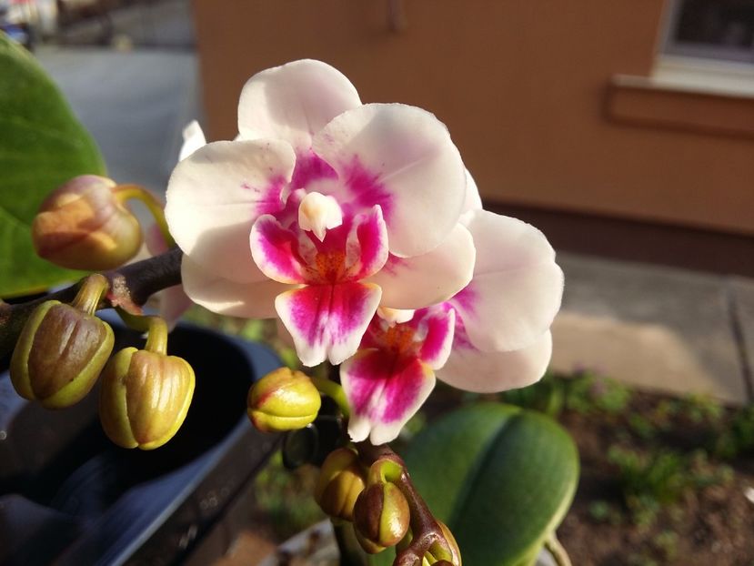  - Phalaenopsis2