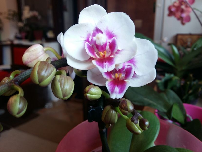  - Phalaenopsis2