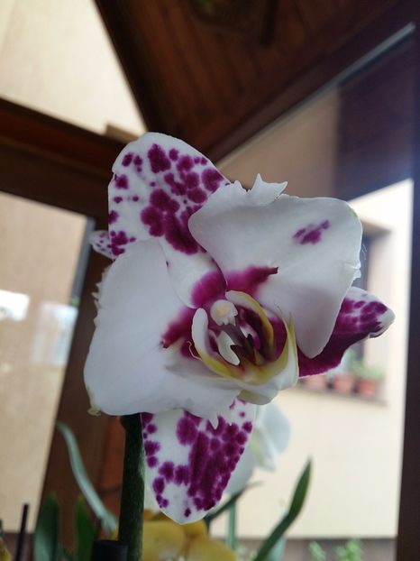  - Phalaenopsis2