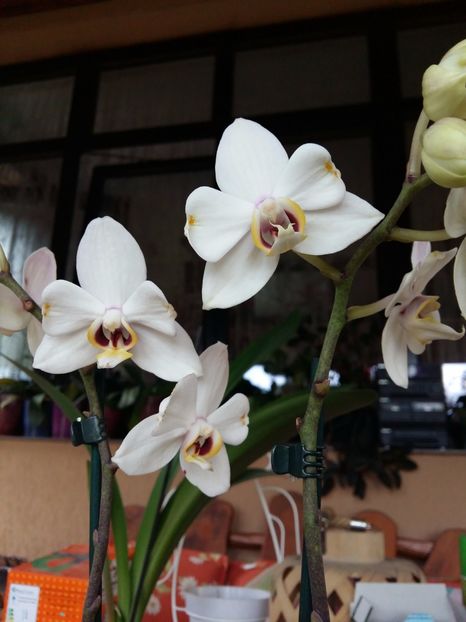  - Phalaenopsis2