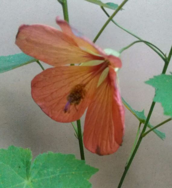  - colecția mea de abutiloni din seminte