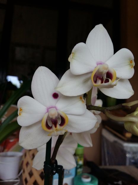  - Phalaenopsis2