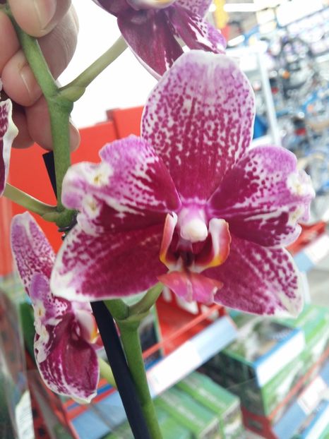  - Phalaenopsis2