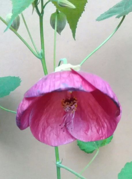  - colecția mea de abutiloni din seminte