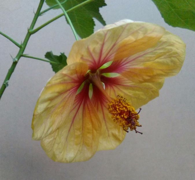 O alta forma de cupa - colecția mea de abutiloni din seminte