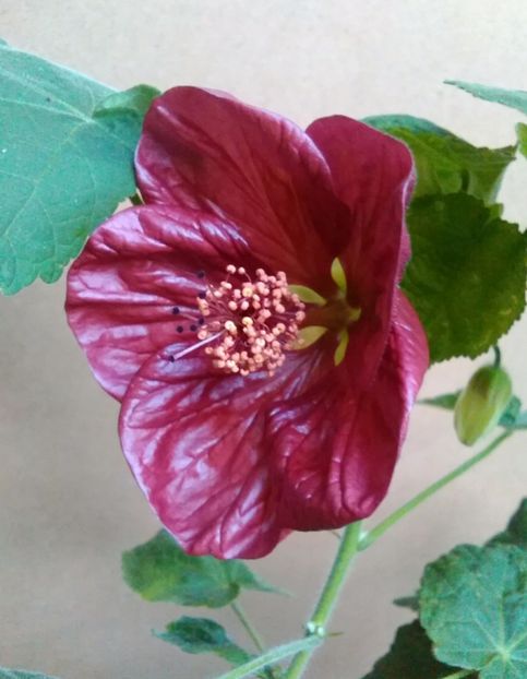  - colecția mea de abutiloni din seminte