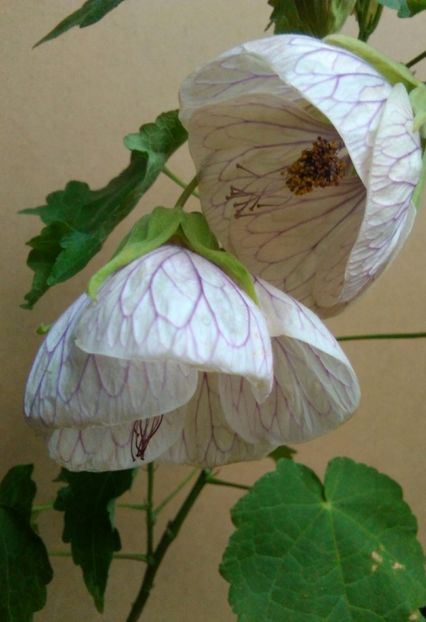  - colecția mea de abutiloni din seminte