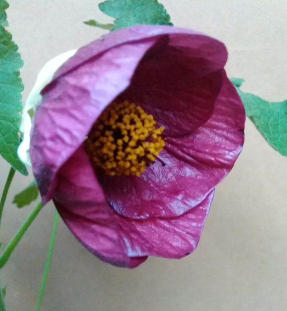  - colecția mea de abutiloni din seminte