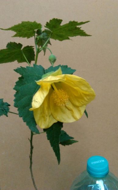  - colecția mea de abutiloni din seminte