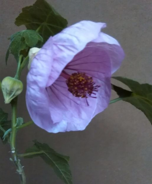 Un lila perfect - colecția mea de abutiloni din seminte