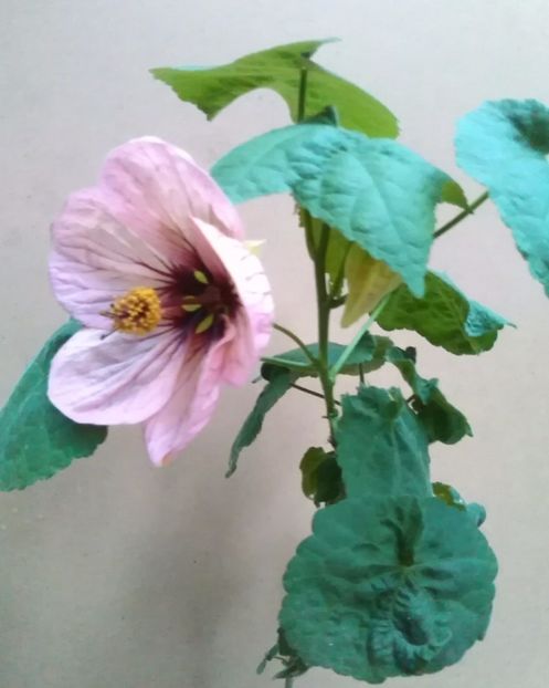  - colecția mea de abutiloni din seminte