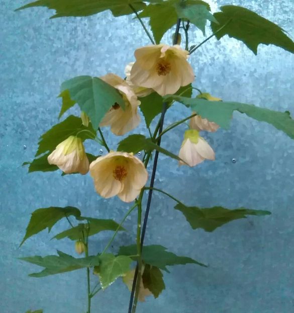 Flori foarte mari - colecția mea de abutiloni din seminte