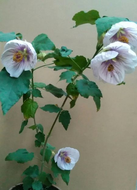  - colecția mea de abutiloni din seminte