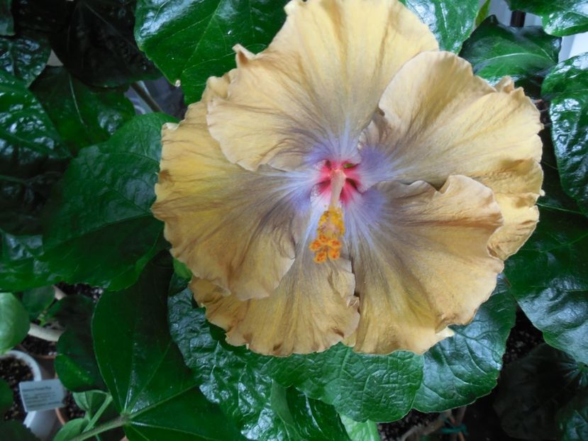  - Moorea Silver Storm