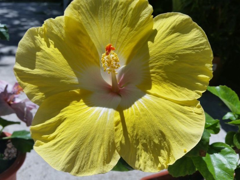 30-06-2017 - jacqueline koo