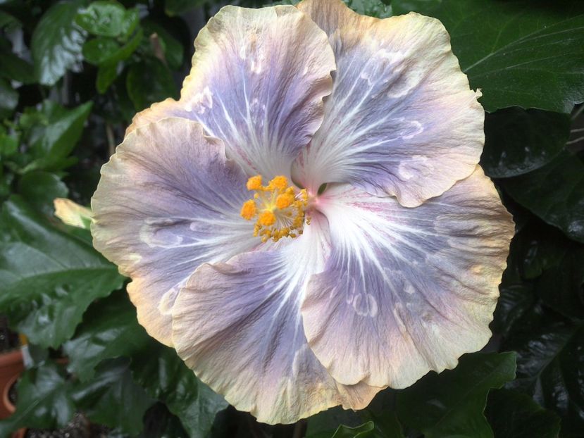Silver Memories - 0Hibiscus in colectie infloriti