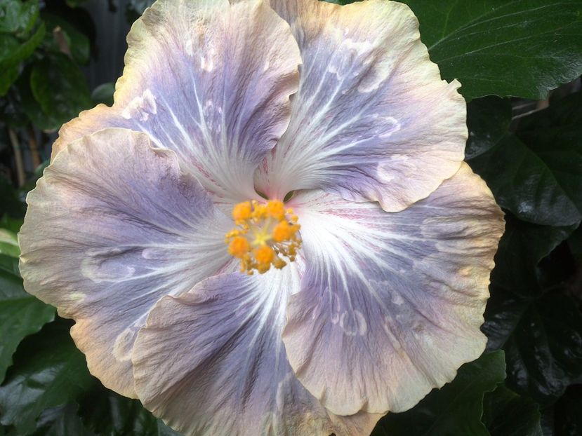 Silver Memories - 0Hibiscus in colectie infloriti