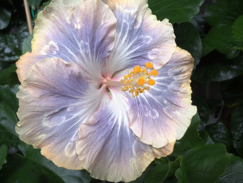 WIN_20170630_100601 - Silver Memories