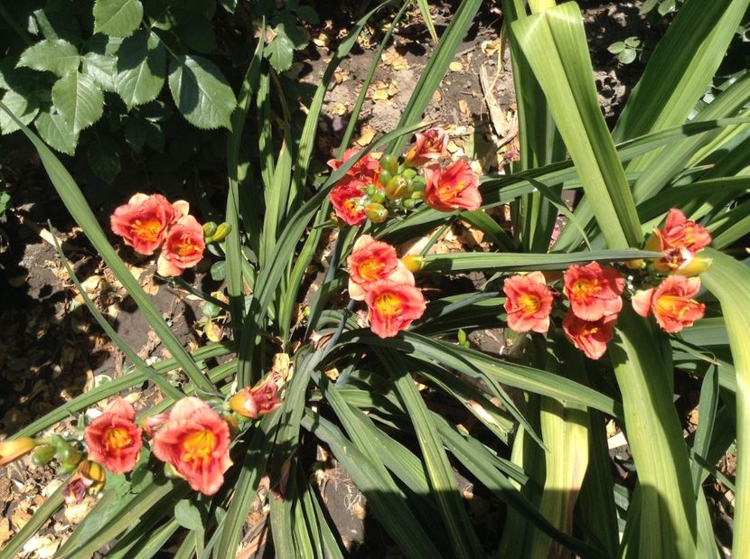 image - Hemerocallisi 2017
