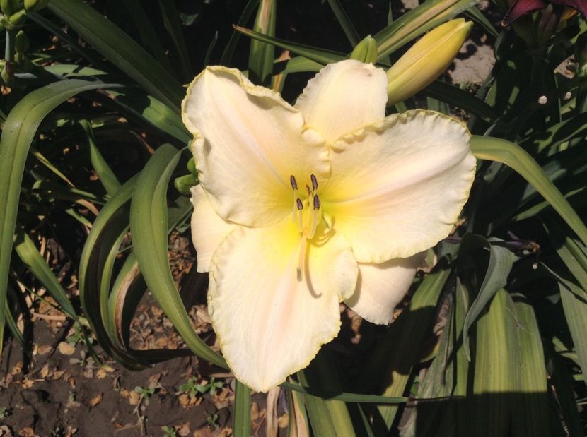 Arctic snow - Hemerocallisi 2017