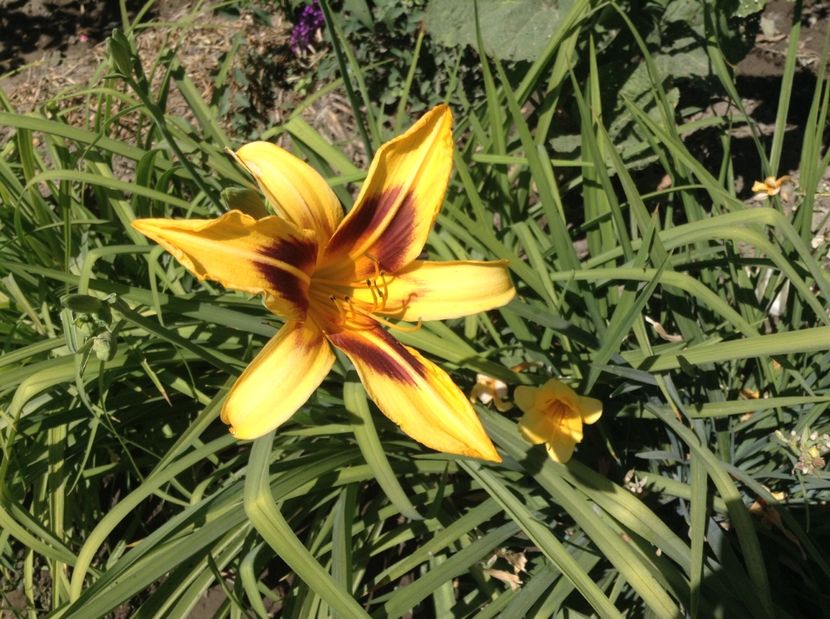 Bonanza - Hemerocallisi 2017