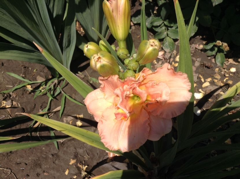 image - Hemerocallisi 2017