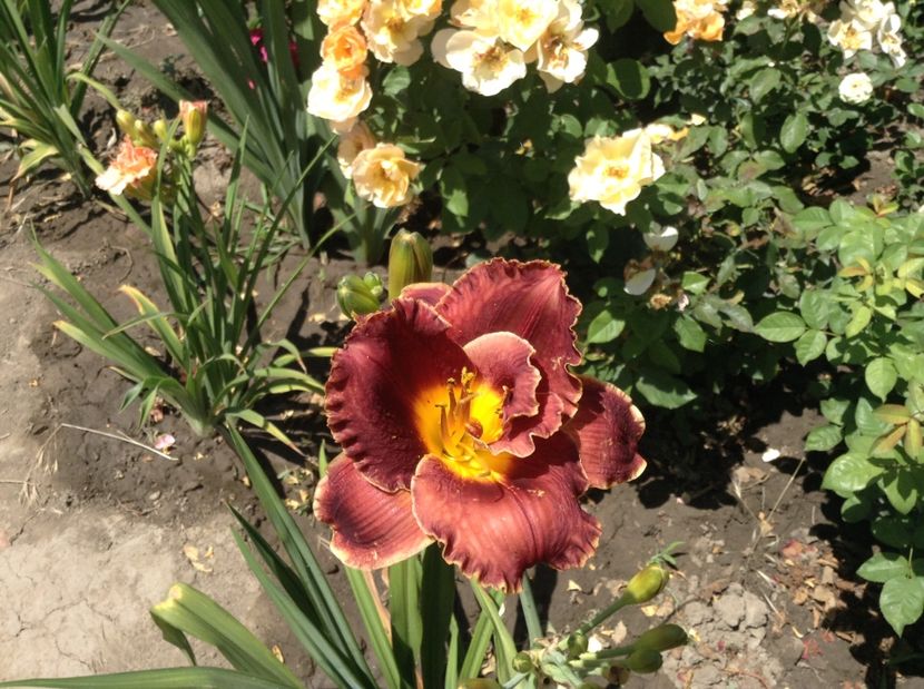 image - Hemerocallisi 2017