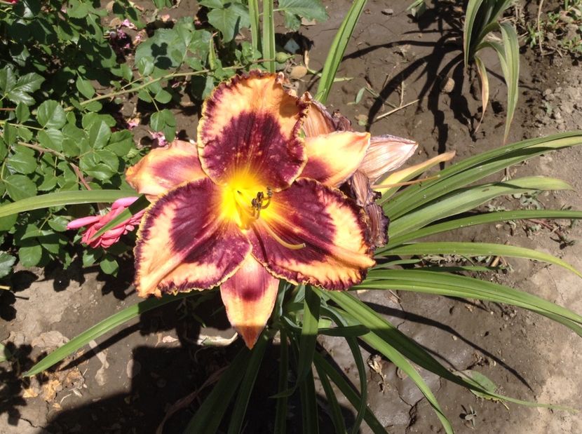 image - Hemerocallisi 2017