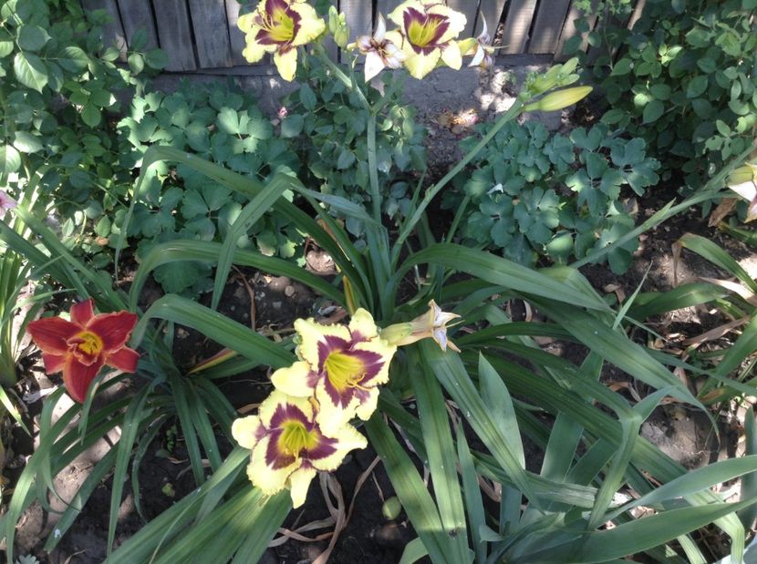 image - Hemerocallisi 2017