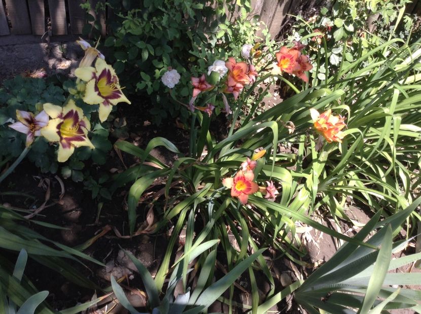 image - Hemerocallisi 2017