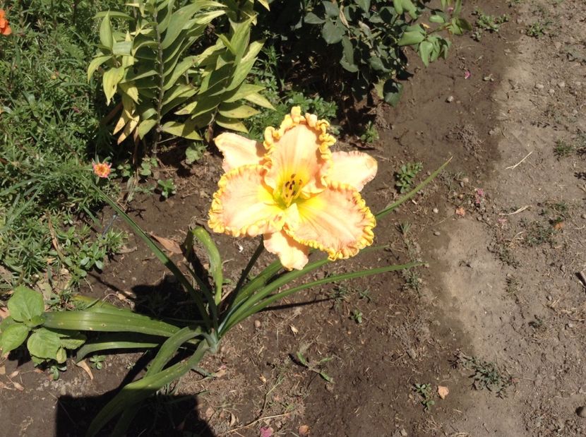 image - Hemerocallisi 2017