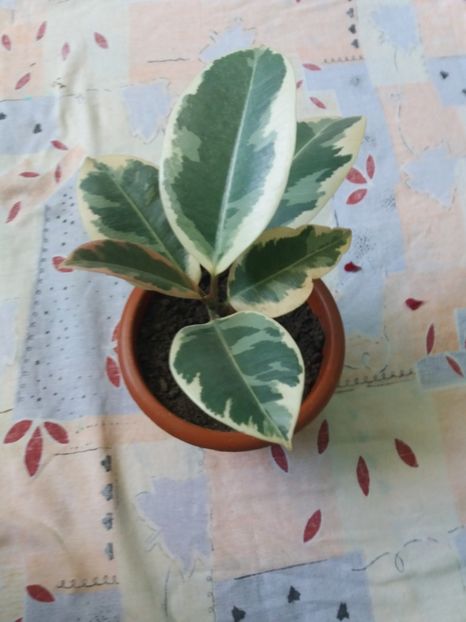 Ficus variegat - Flori camera 2017
