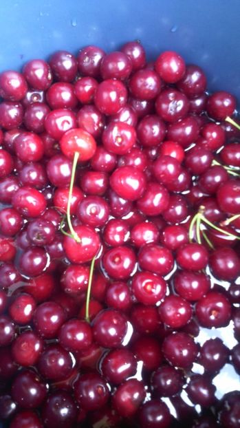 Vișine 29.06.017 - Flori de gradina 2017