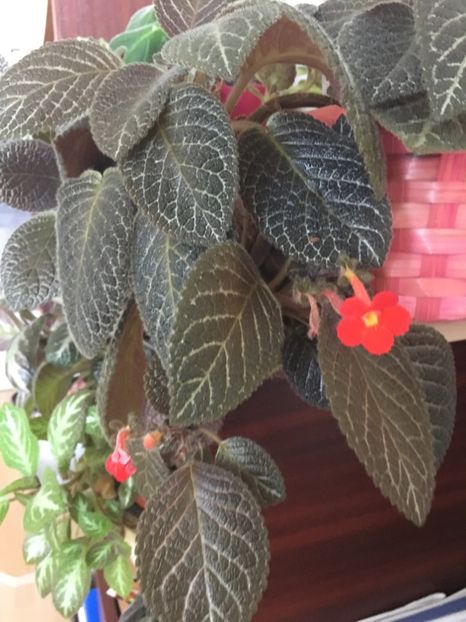  - Episcia