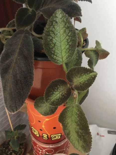  - Episcia