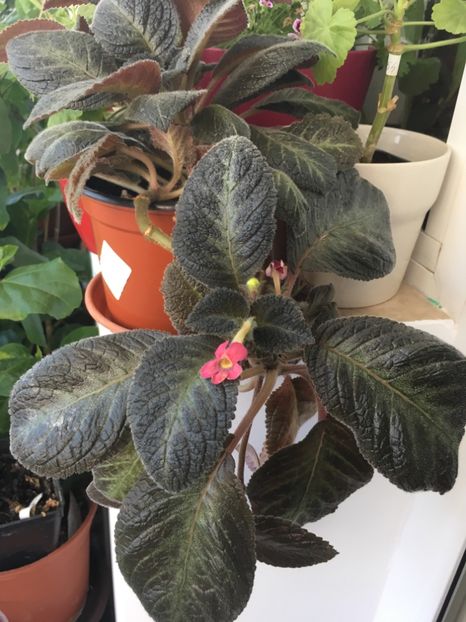  - Episcia